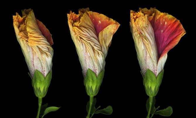 Hibiscus Triptych