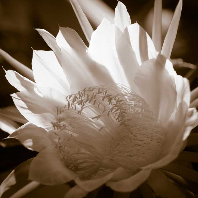 Night Blooming Cereus
